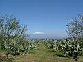 Etna Palagonia